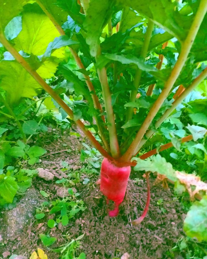 Suma Aavaas Farmstay 다르질링 외부 사진