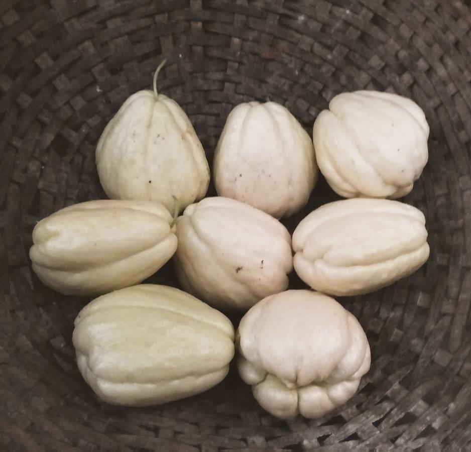 Suma Aavaas Farmstay 다르질링 외부 사진