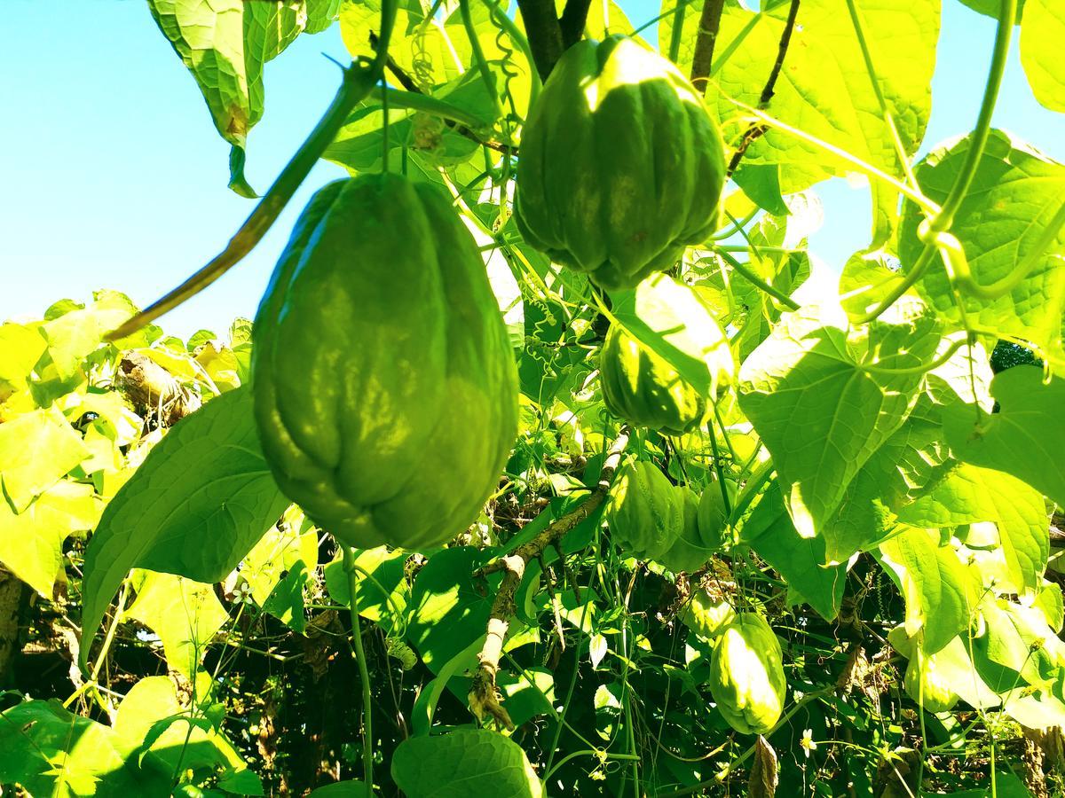 Suma Aavaas Farmstay 다르질링 외부 사진